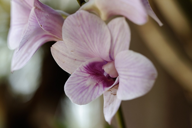 Fleurs FEV12-028